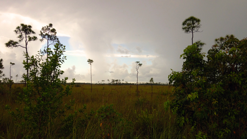 The sawgrass-mangrove transition zone near the southern edge of Everglades National Park.